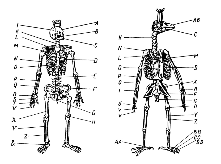Сравнение скелета человека и птицы (по Пьеру Белону)