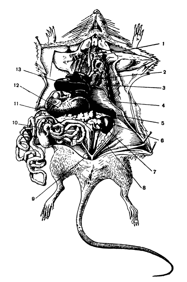Серая крыса строение. Скелет крысы строение. Анатомия крысы внутренние органы. Строение внутренних органов крысы. Общее расположение внутренних органов самки крысы.