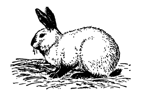 На рисунке изображены горностаевые кролики. Кролик Зоология. Горностаевый кролик рисунок. Калифорнийский кролик рисунок. Листопадничек Соколов-Микитов рисунок.