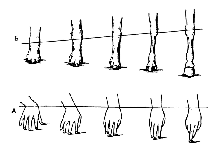 Запястье лошади. Эволюция стопы лошади. Положение ноги на лошади. Расположение конечностей лошади.